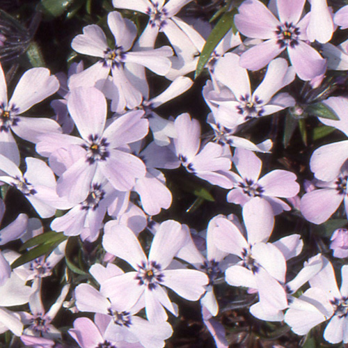 Phlox Subulata Benita